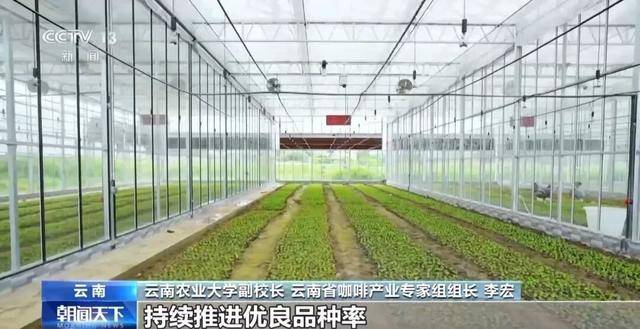 啡何以从“红果”走向“红火”？CQ9电子网站央视关注！云南咖