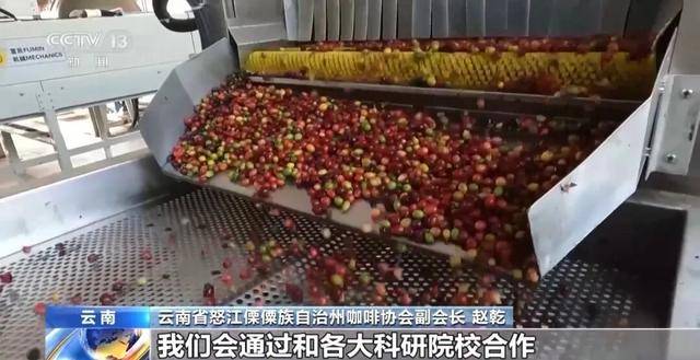 啡何以从“红果”走向“红火”？CQ9电子网站央视关注！云南咖(图2)