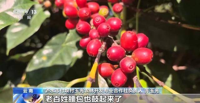 啡何以从“红果”走向“红火”？CQ9电子网站央视关注！云南咖(图12)
