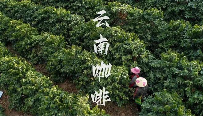 啡：彩云之南的馥郁传奇CQ9电子版入口云南咖(图18)